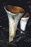 Arnolds Fungus
