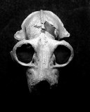 Lemur Skull