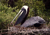 Brown Pelican, Galapagos Islands