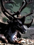 Alaskan Caribou