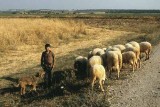 Turkish Boy With His Dog and Sheep