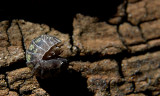 Pill Bug
