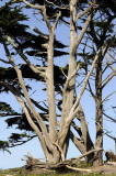 Pt. Reyes - Bodega Bay  28