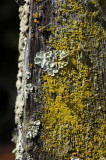 Pt. Reyes - Bodega Bay  8