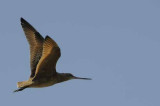 Pt. Reyes - Bodega Bay  82