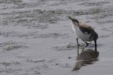 Pt. Reyes - Bodega Bay  94