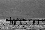 Pt. Reyes - Bodega Bay  98