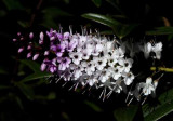 Flowers from Beyond the Backyard