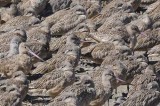 Pt. Reyes - Bodega Bay  115