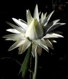 Flowers from Beyond the Backyard