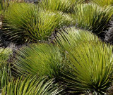 Succulents, Cactus & Other Spiny Plants