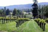 To Mendocino, CA 13