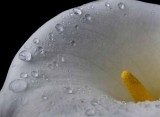 Cala Lily