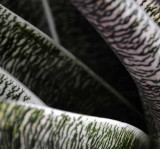 Rain Forest Exotics