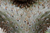 Succulents, Cactus & Other Spiny Plants