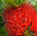 Flowers from Beyond the Backyard