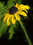 Michigan Wildflowers