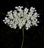 Michigan Wildflowers