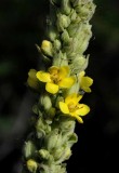 Michigan Wildflowers