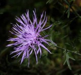 Michigan Wildflowers