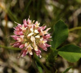 Michigan Wildflowers