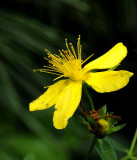 Michigan Wildflowers