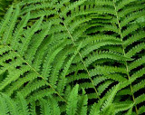 Forest Ferns