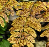 Forest Ferns