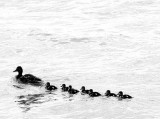 Momma and Six Ducklings