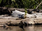 Kayak on Au Sable River, 09  17