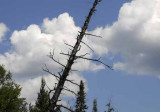 Kayak on Au Sable River, 09  030
