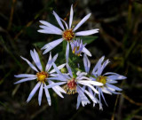 Michigan Wildflowers