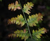 Forest Ferns