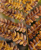 Forest Ferns