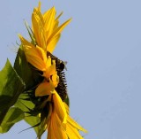 Summer Sunflowers