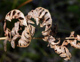 Forest Ferns