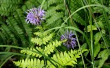 Forest Ferns