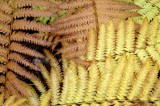 Forest Ferns