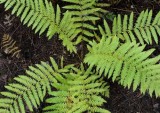 Forest Ferns