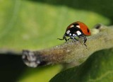 Around Hggins, September 10