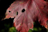 Around Hggins, September 31