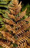 Forest Ferns