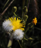 Michigan Wildflowers