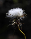 Michigan Wildflowers