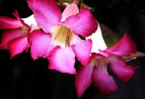 Flowers from Beyond the Backyard