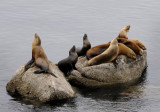 California Sea Lions - Monterey Bay