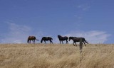 Home on the Range