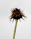 Wild Artichoke