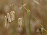 Rattlesnake Grass