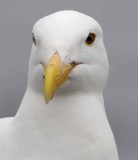 Focused Gull